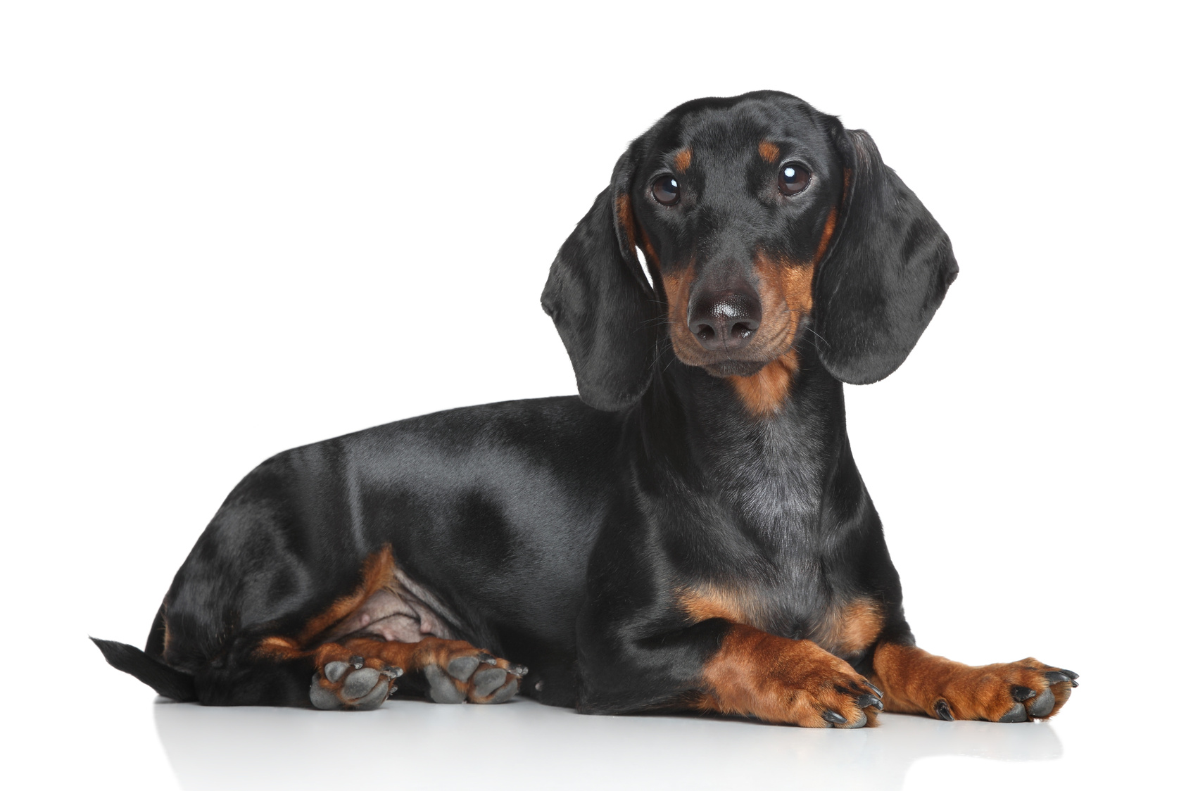 Miniature dachshund